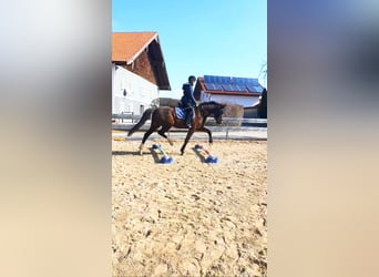 Austrian Warmblood, Gelding, 9 years, 16.2 hh, Brown