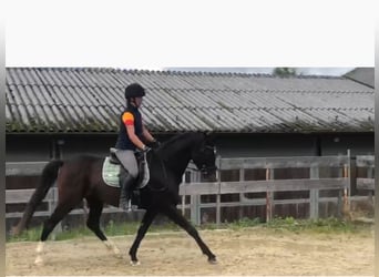 Austrian Warmblood, Gelding, 9 years, 16.2 hh, Brown