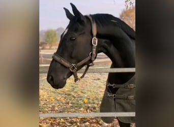 Austrian Warmblood, Gelding, 9 years, 16 hh, Black