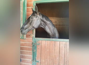Austrian Warmblood, Gelding, 9 years, 16 hh, Black