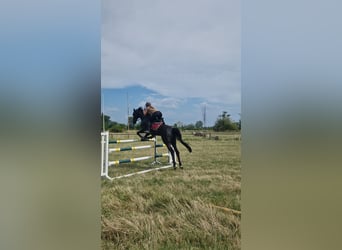 Austrian Warmblood, Gelding, 9 years, 16 hh, Black