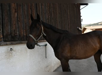 Austrian Warmblood Mix, Gelding, 9 years, 16 hh, Brown