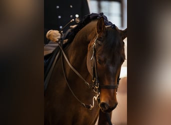 Austrian Warmblood, Gelding, 9 years, 17 hh, Brown