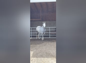 Austrian Warmblood, Mare, 10 years, 15,2 hh, Gray-Fleabitten