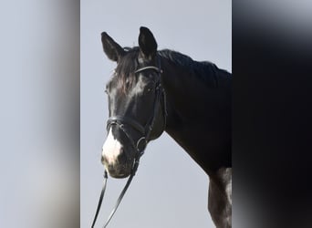 Austrian Warmblood, Mare, 10 years, 16.1 hh, Black