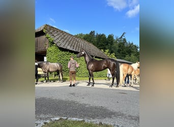 Austrian Warmblood, Mare, 10 years, 16.1 hh, Black