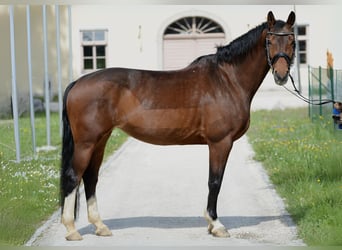 Österreichisches Warmblut, Stute, 10 Jahre, 16,1 hh, Brauner