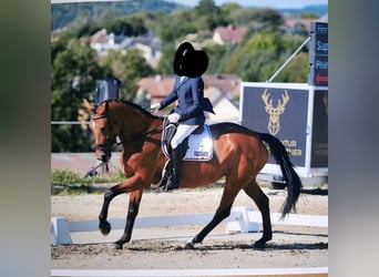 Austrian Warmblood, Mare, 10 years, 16.2 hh, Brown
