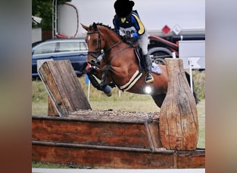 Austrian Warmblood, Mare, 10 years, 16.2 hh, Brown