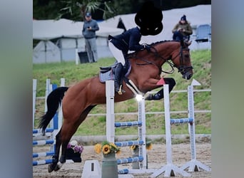 Austrian Warmblood, Mare, 10 years, 16.2 hh, Brown