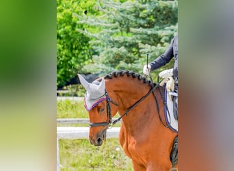 Austrian Warmblood, Mare, 10 years, 16.2 hh, Brown