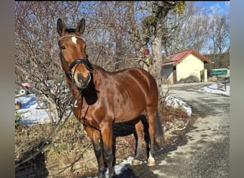 Austrian Warmblood, Mare, 10 years, 16.2 hh, Brown