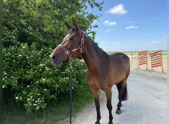 Austrian Warmblood, Mare, 10 years, 16 hh, Brown