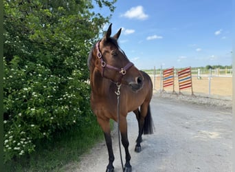 Austrian Warmblood, Mare, 10 years, 16 hh, Brown