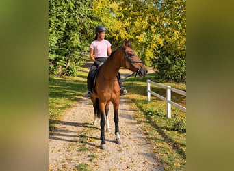 Austrian Warmblood, Mare, 10 years, 17 hh, Brown