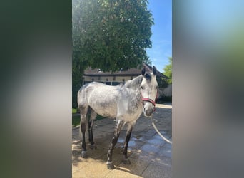 Austrian Warmblood, Mare, 10 years, 17 hh, Gray