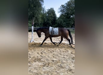 Austrian Warmblood, Mare, 11 years, 15,2 hh, Brown