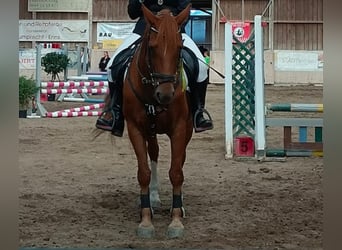 Austrian Warmblood, Mare, 11 years, 15.2 hh, Chestnut-Red