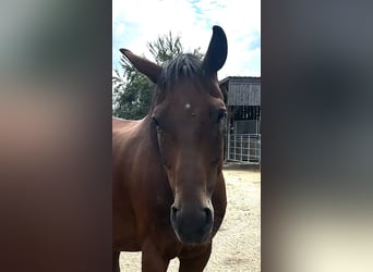 Austrian Warmblood, Mare, 11 years, 15,2 hh, Brown