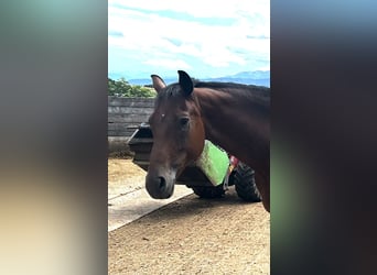 Austrian Warmblood, Mare, 11 years, 15,2 hh, Brown