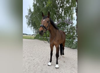 Austrian Warmblood, Mare, 11 years, 16.1 hh, Brown