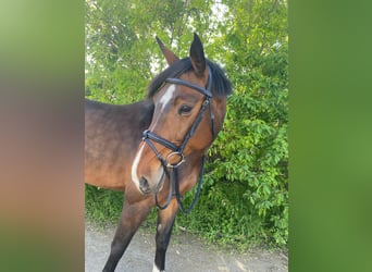 Austrian Warmblood, Mare, 11 years, 16.1 hh, Brown