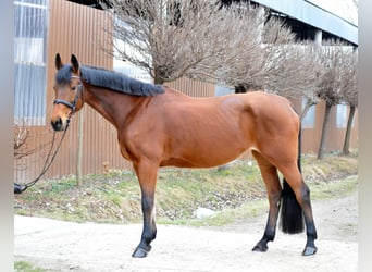Austrian Warmblood, Mare, 11 years, 16.3 hh, Brown