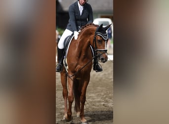 Austrian Warmblood, Mare, 11 years, 17 hh, Chestnut-Red