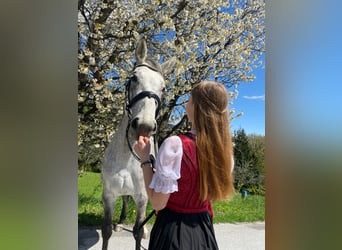 Austrian Warmblood, Mare, 11 years, 17 hh, Gray-Fleabitten