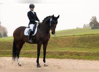 Austrian Warmblood, Mare, 12 years, 16,1 hh