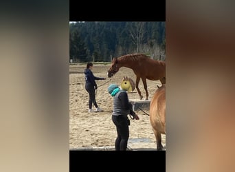 Austrian Warmblood, Mare, 12 years, 16 hh, Chestnut-Red