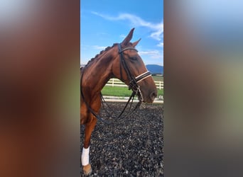 Austrian Warmblood, Mare, 12 years, 17 hh, Chestnut-Red