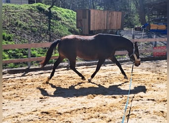 Austrian Warmblood, Mare, 12 years, Bay-Dark