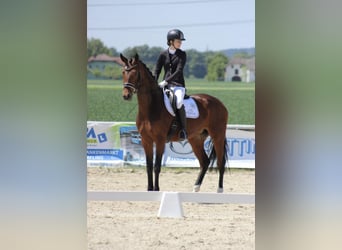 Austrian Warmblood, Mare, 12 years, Brown