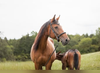 Austrian Warmblood, Mare, 13 years, 15.1 hh, Brown