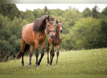 Austrian Warmblood, Mare, 13 years, 15.1 hh, Brown