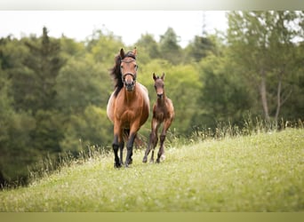 Austrian Warmblood, Mare, 13 years, 15.1 hh, Brown