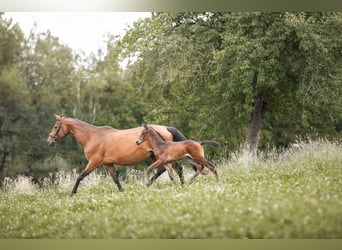 Austrian Warmblood, Mare, 13 years, 15.1 hh, Brown