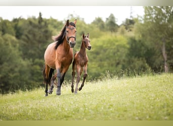 Austrian Warmblood, Mare, 13 years, 15.1 hh, Brown