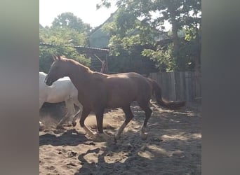 Austrian Warmblood, Mare, 13 years, 15,3 hh, Chestnut-Red