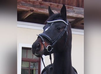 Austrian Warmblood, Mare, 13 years, 15,3 hh, Black