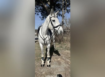 Austrian Warmblood, Mare, 13 years, 16,2 hh, Gray