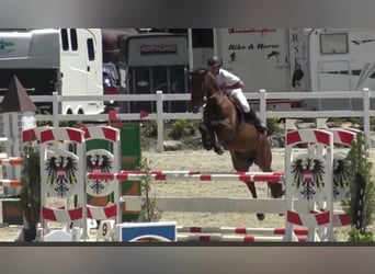 Austrian Warmblood, Mare, 13 years, 16.3 hh, Brown