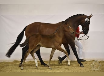 Austrian Warmblood, Mare, 13 years, 16.3 hh, Brown