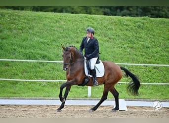 Austrian Warmblood, Mare, 13 years, 16.3 hh, Brown