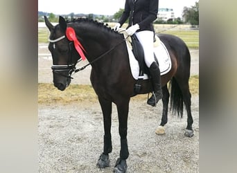 Austrian Warmblood, Mare, 14 years, 15,2 hh, Bay-Dark