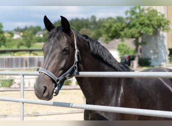 Austrian Warmblood, Mare, 14 years, 16,1 hh, Smoky-Black