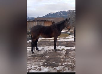 Austrian Warmblood, Mare, 14 years, 16,1 hh, Bay-Dark