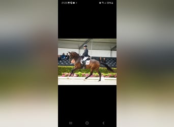 Austrian Warmblood, Mare, 14 years, 17.2 hh, Brown