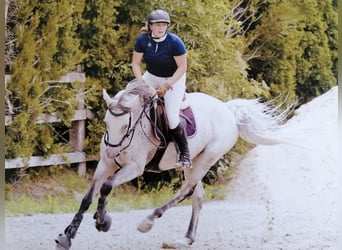 Austrian Warmblood, Mare, 15 years, 16 hh, Gray